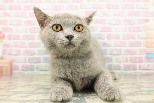 ブリティッシュショートヘアー