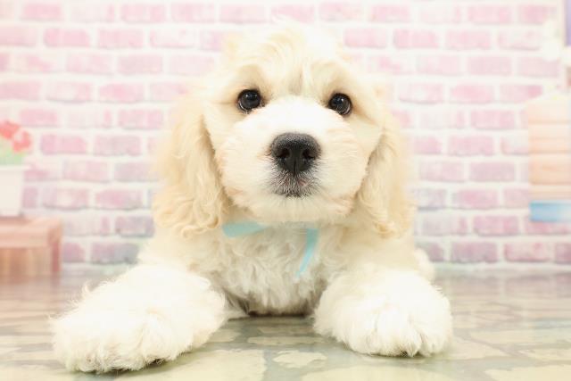 神奈川県のハーフ犬・ミックス犬 (Coo&RIKU横須賀店/2025年9月16日生まれ/男の子/バフ)の子犬