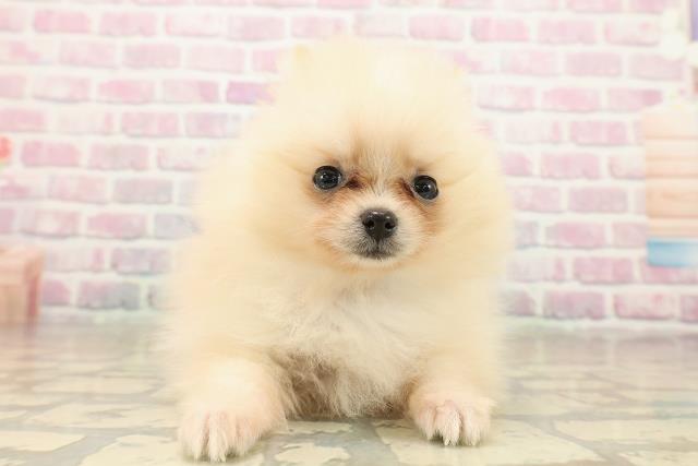 茨城県のポメラニアン (Coo&RIKU牛久店/2025年9月16日生まれ/男の子/クリーム)の子犬の1枚目の画像