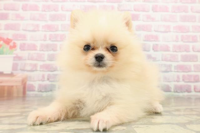 茨城県のポメラニアン (Coo&RIKU牛久店/2025年9月16日生まれ/男の子/クリーム)の子犬の2枚目の画像