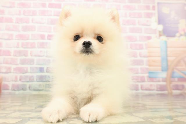 栃木県のポメラニアン (Coo&RIKU小山店/2025年9月16日生まれ/男の子/クリーム)の子犬の1枚目の画像