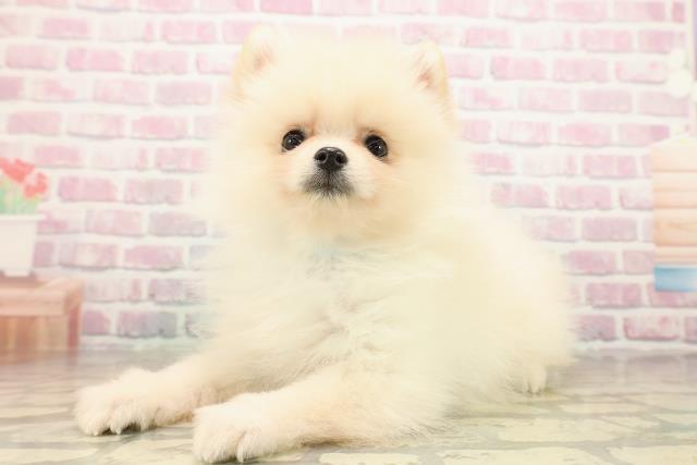 栃木県のポメラニアン (Coo&RIKU小山店/2025年9月16日生まれ/男の子/クリーム)の子犬の2枚目の画像