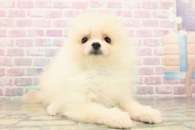 栃木県のポメラニアン (Coo&RIKU小山店/2025年9月16日生まれ/男の子/クリーム)の子犬の3枚目の画像