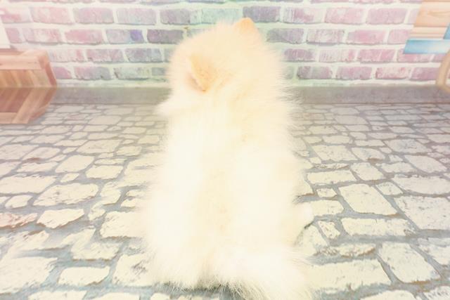 栃木県のポメラニアン (Coo&RIKU小山店/2025年9月16日生まれ/男の子/クリーム)の子犬の4枚目の画像