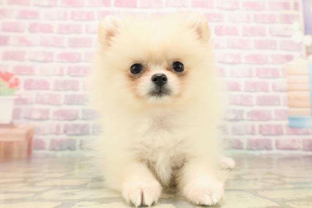 茨城県のポメラニアン (Coo&RIKU筑西店/2025年9月16日生まれ/女の子/クリーム)の子犬の1枚目の画像