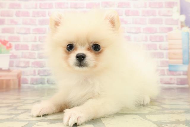 茨城県のポメラニアン (Coo&RIKU筑西店/2025年9月16日生まれ/女の子/クリーム)の子犬の2枚目の画像