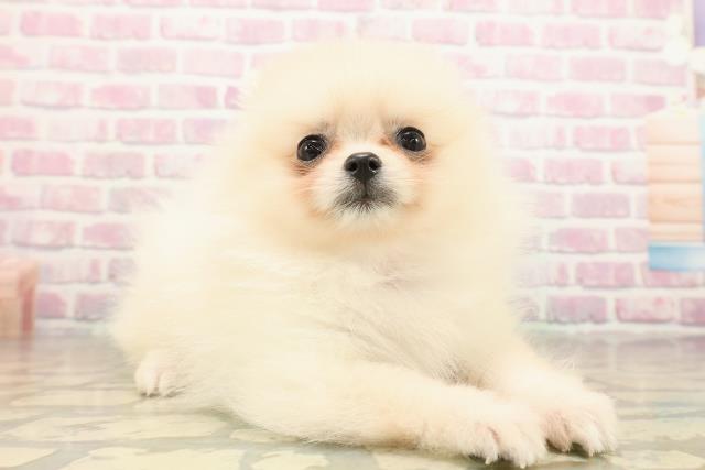 茨城県のポメラニアン (Coo&RIKU筑西店/2025年9月16日生まれ/女の子/クリーム)の子犬の3枚目の画像