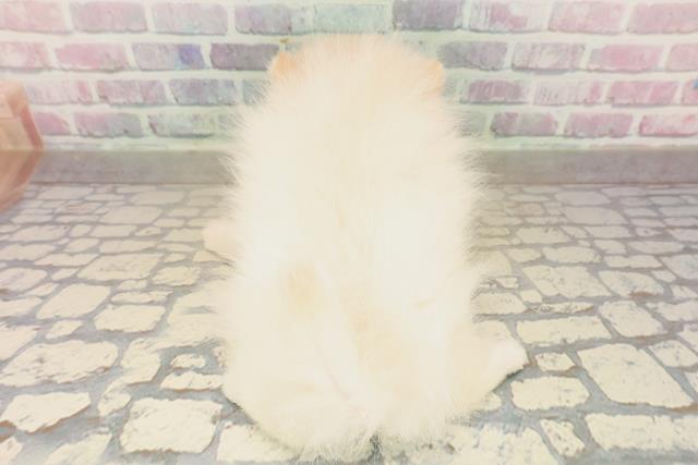 茨城県のポメラニアン (Coo&RIKU筑西店/2025年9月16日生まれ/女の子/クリーム)の子犬の4枚目の画像