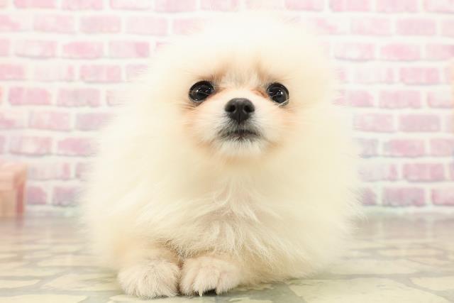 神奈川県のポメラニアン (Coo&RIKU横浜港南台店/2025年9月16日生まれ/女の子/クリーム)の子犬