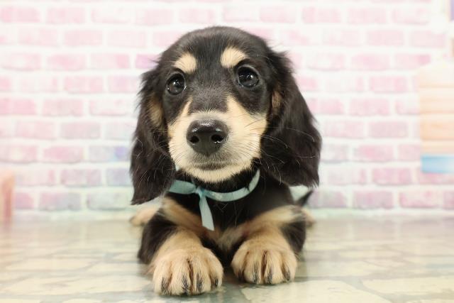 東京都のミニチュアダックスフンド(ロング) (Coo&RIKU立川店/2025年9月16日生まれ/男の子/ブラックイエロー)の子犬