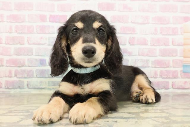 東京都のミニチュアダックスフンド(ロング) (Coo&RIKU立川店/2025年9月16日生まれ/男の子/ブラックイエロー)の子犬の2枚目の画像