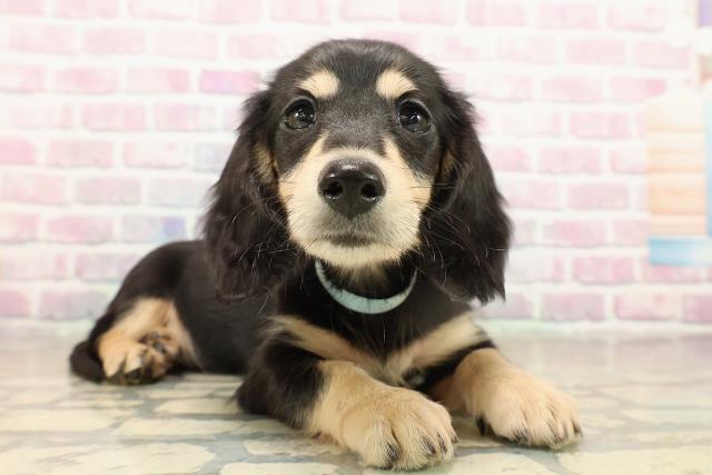 東京都のミニチュアダックスフンド(ロング) (Coo&RIKU立川店/2025年9月16日生まれ/男の子/ブラックイエロー)の子犬の3枚目の画像