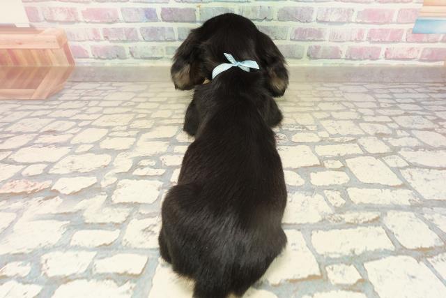 東京都のミニチュアダックスフンド(ロング) (Coo&RIKU立川店/2025年9月16日生まれ/男の子/ブラックイエロー)の子犬の4枚目の画像