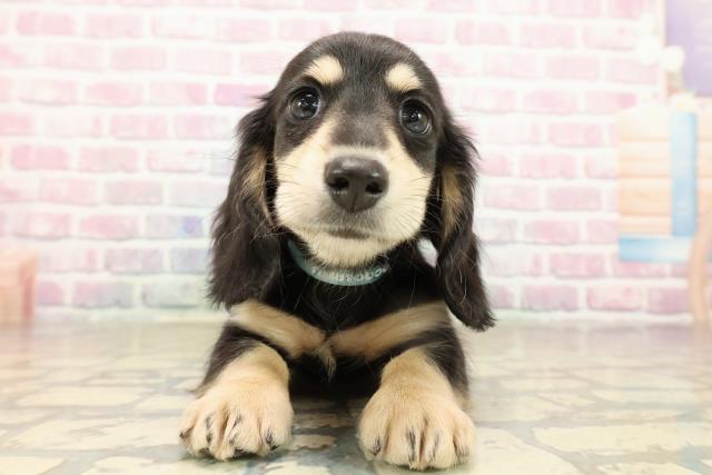 東京都のミニチュアダックスフンド(ロング) (Coo&RIKU池袋西口店/2025年9月16日生まれ/男の子/ブラックイエロー)の子犬の1枚目の画像