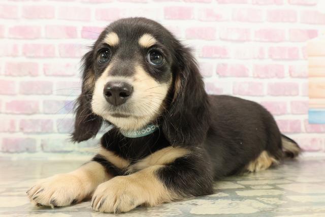 東京都のミニチュアダックスフンド(ロング) (Coo&RIKU池袋西口店/2025年9月16日生まれ/男の子/ブラックイエロー)の子犬の2枚目の画像