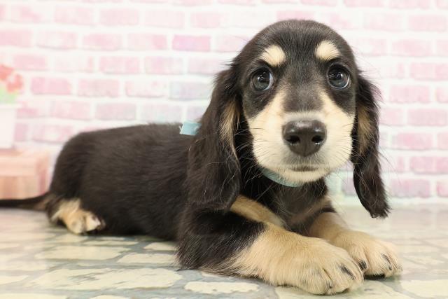 東京都のミニチュアダックスフンド(ロング) (Coo&RIKU池袋西口店/2025年9月16日生まれ/男の子/ブラックイエロー)の子犬の3枚目の画像