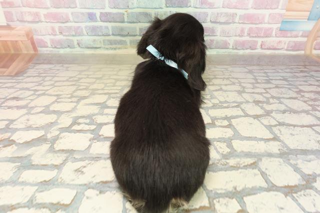 東京都のミニチュアダックスフンド(ロング) (Coo&RIKU池袋西口店/2025年9月16日生まれ/男の子/ブラックイエロー)の子犬の4枚目の画像