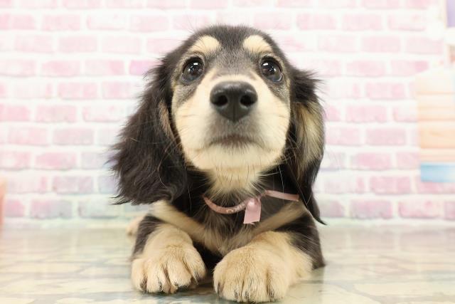 東京都のミニチュアダックスフンド(ロング) (Coo&RIKU中野サンモール店/2025年9月16日生まれ/女の子/ブラックイエロー)の子犬の1枚目の画像