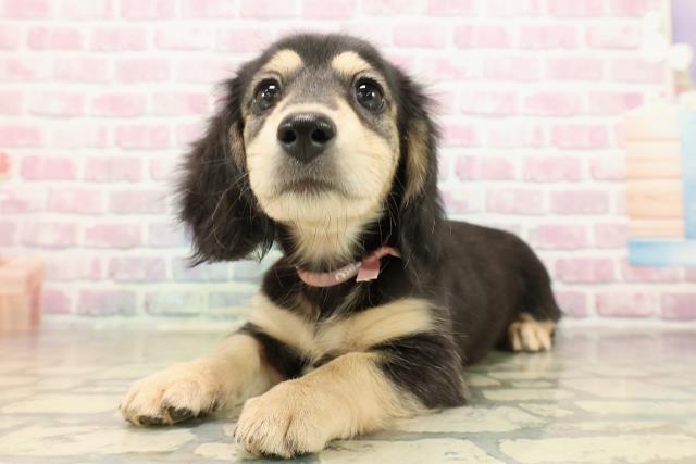 東京都のミニチュアダックスフンド(ロング) (Coo&RIKU中野サンモール店/2025年9月16日生まれ/女の子/ブラックイエロー)の子犬の2枚目の画像