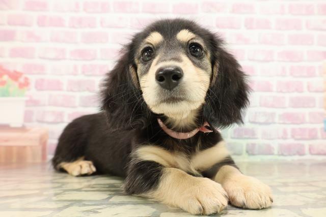 東京都のミニチュアダックスフンド(ロング) (Coo&RIKU中野サンモール店/2025年9月16日生まれ/女の子/ブラックイエロー)の子犬の3枚目の画像