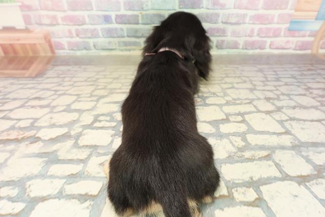 東京都のミニチュアダックスフンド(ロング) (Coo&RIKU中野サンモール店/2025年9月16日生まれ/女の子/ブラックイエロー)の子犬の4枚目の画像