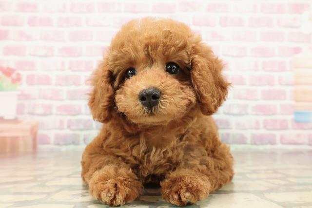 栃木県のトイプードル(トイ) (Coo&RIKUFKDインターパーク店/2025年9月11日生まれ/女の子/レッド)の子犬の1枚目の画像