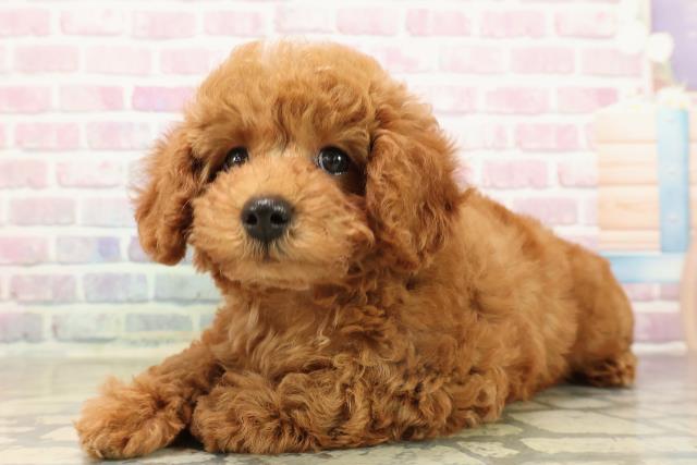 栃木県のトイプードル(トイ) (Coo&RIKUFKDインターパーク店/2025年9月11日生まれ/女の子/レッド)の子犬の2枚目の画像