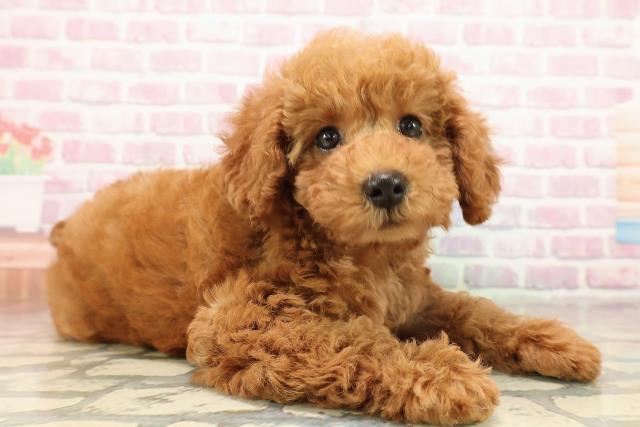 栃木県のトイプードル(トイ) (Coo&RIKUFKDインターパーク店/2025年9月11日生まれ/女の子/レッド)の子犬の3枚目の画像