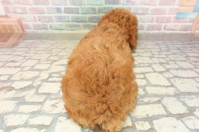 栃木県のトイプードル(トイ) (Coo&RIKUFKDインターパーク店/2025年9月11日生まれ/女の子/レッド)の子犬の4枚目の画像