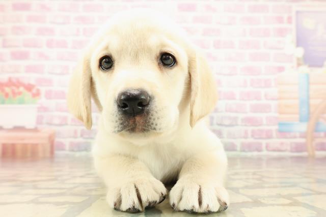 東京都のラブラドールレトリーバー (Coo&RIKU八王子西店/2025年9月15日生まれ/男の子/イエロー)の子犬