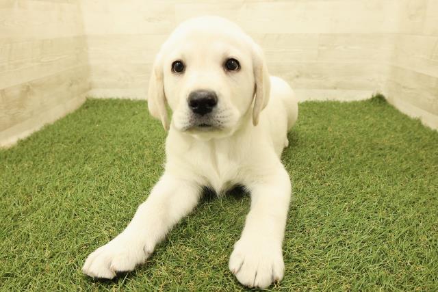 山梨県のラブラドールレトリーバー (Coo&RIKU甲府昭和通り店/2025年9月15日生まれ/男の子/イエロー)の子犬の1枚目の画像