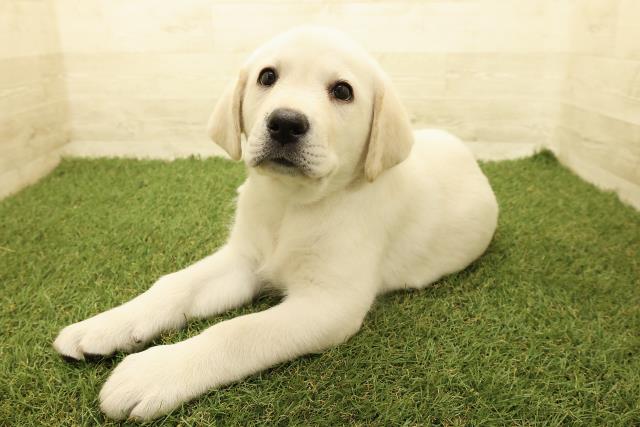 山梨県のラブラドールレトリーバー (Coo&RIKU甲府昭和通り店/2025年9月15日生まれ/男の子/イエロー)の子犬の2枚目の画像