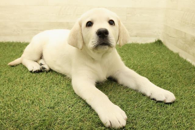 山梨県のラブラドールレトリーバー (Coo&RIKU甲府昭和通り店/2025年9月15日生まれ/男の子/イエロー)の子犬の3枚目の画像