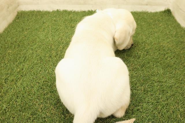 山梨県のラブラドールレトリーバー (Coo&RIKU甲府昭和通り店/2025年9月15日生まれ/男の子/イエロー)の子犬の4枚目の画像