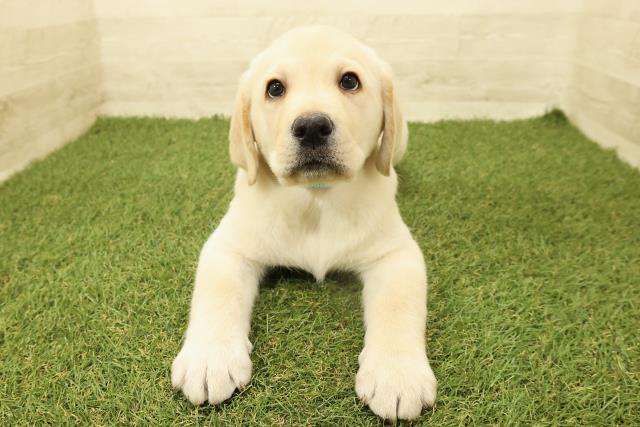 栃木県のラブラドールレトリーバー (Coo&RIKUFKDインターパーク店/2025年9月15日生まれ/男の子/イエロー)の子犬の1枚目の画像