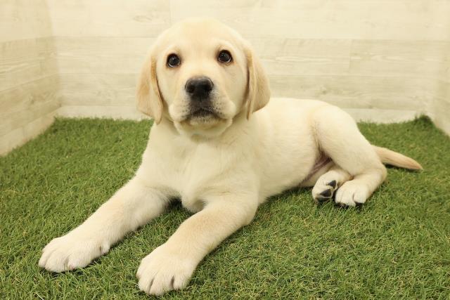 栃木県のラブラドールレトリーバー (Coo&RIKUFKDインターパーク店/2025年9月15日生まれ/男の子/イエロー)の子犬の2枚目の画像