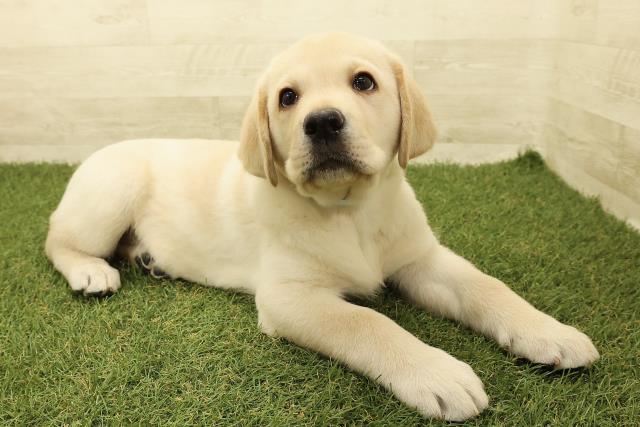 栃木県のラブラドールレトリーバー (Coo&RIKUFKDインターパーク店/2025年9月15日生まれ/男の子/イエロー)の子犬の3枚目の画像