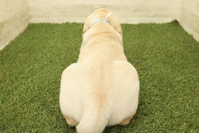 栃木県のラブラドールレトリーバー (Coo&RIKUFKDインターパーク店/2025年9月15日生まれ/男の子/イエロー)の子犬の4枚目の画像