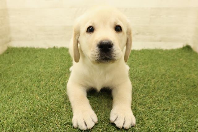 茨城県のラブラドールレトリーバー (Coo&RIKU筑西店/2025年9月15日生まれ/男の子/イエロー)の子犬の1枚目の画像