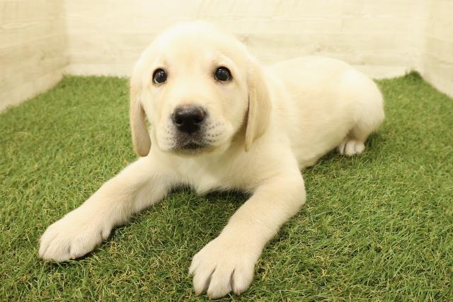 茨城県のラブラドールレトリーバー (Coo&RIKU筑西店/2025年9月15日生まれ/男の子/イエロー)の子犬の2枚目の画像