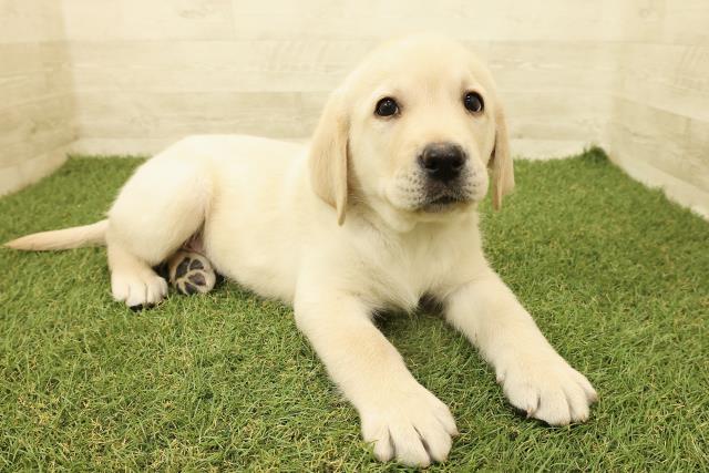 茨城県のラブラドールレトリーバー (Coo&RIKU筑西店/2025年9月15日生まれ/男の子/イエロー)の子犬の3枚目の画像