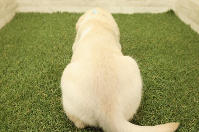 茨城県のラブラドールレトリーバー (Coo&RIKU筑西店/2025年9月15日生まれ/男の子/イエロー)の子犬の4枚目の画像