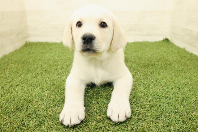 神奈川県のラブラドールレトリーバー (Coo&RIKU横須賀店/2025年9月15日生まれ/男の子/イエロー)の子犬