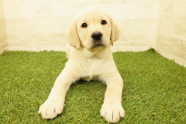 神奈川県のラブラドールレトリーバー (Coo&RIKU平塚店/2025年9月15日生まれ/女の子/イエロー)の子犬