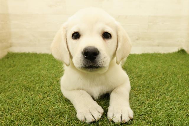 神奈川県のラブラドールレトリーバー (Coo&RIKU藤沢店/2025年9月15日生まれ/女の子/イエロー)の子犬
