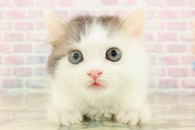 東京都のマンチカン (Coo&RIKU池袋西口店/2025年9月17日生まれ/男の子/ブラウンタビーホワイトバン)の子猫の1枚目の画像