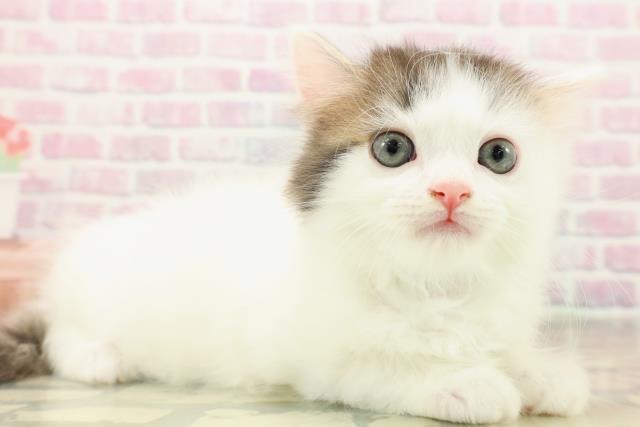 東京都のマンチカン (Coo&RIKU池袋西口店/2025年9月17日生まれ/男の子/ブラウンタビーホワイトバン)の子猫の3枚目の画像