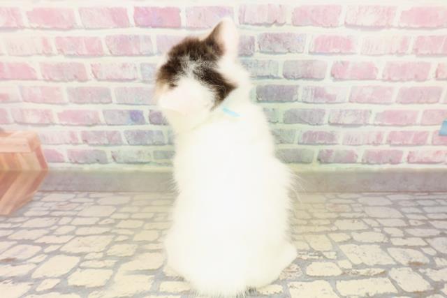 東京都のマンチカン (Coo&RIKU池袋西口店/2025年9月17日生まれ/男の子/ブラウンタビーホワイトバン)の子猫の4枚目の画像