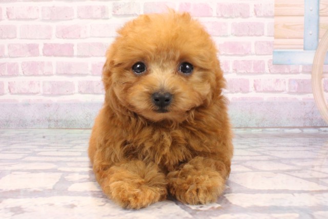 兵庫県のトイプードル(トイ) (Coo&RIKU神戸垂水店/2025年9月17日生まれ/男の子/レッドフォーン)の子犬の1枚目の画像