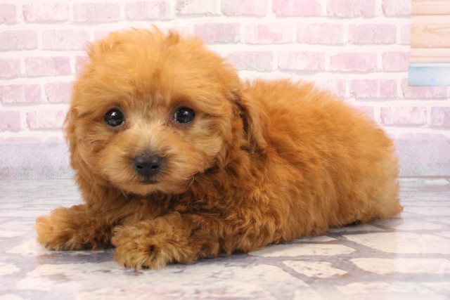 兵庫県のトイプードル(トイ) (Coo&RIKU神戸垂水店/2025年9月17日生まれ/男の子/レッドフォーン)の子犬の3枚目の画像